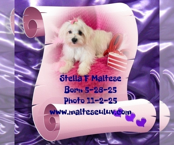 Medium Photo #3  Breeder Profile in SILVERHILL, AL, USA