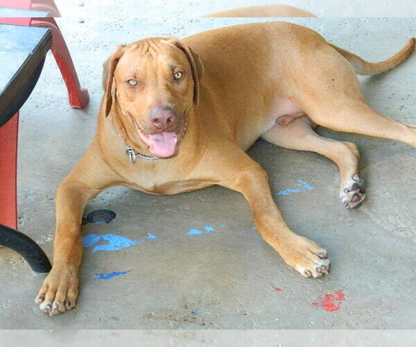 Medium Photo #4  Breeder Profile in HESPERIA, CA, USA