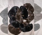 Small #35 Breeder Profile image