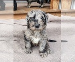 Small #16 Breeder Profile image