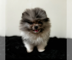 Pomeranian Dog Breeder near ALBANY, NY, USA