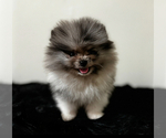Small breeder photo