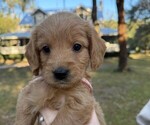 Small Photo #12  Breeder Profile in SAINT AUGUSTINE, FL, USA