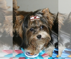 Main photo of Biewer Terrier Dog Breeder near GREENSBURG, IN, USA