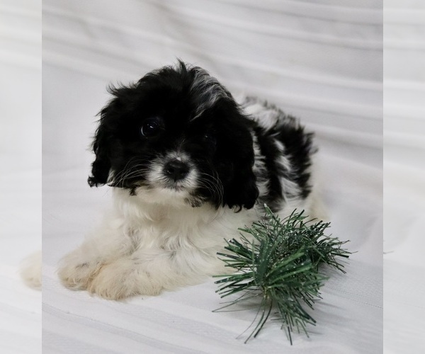 Medium Photo #12  Breeder Profile in WEST SALEM, OH, USA