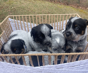 Australian Cattle Dog Dog Breeder near GAINESVILLE, GA, USA