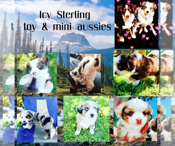 Medium Photo #1  Breeder Profile in MONTEREY, CA, USA