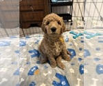 Small #8 Breeder Profile image