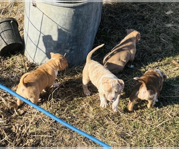 Medium Photo #22  Breeder Profile in GROVE CITY, MN, USA