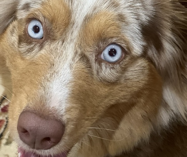 Medium Photo #1  Breeder Profile in GRANGER, TX, USA