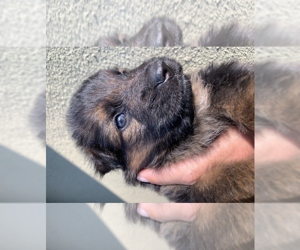 Medium Photo #205  Breeder Profile in PINON HILLS, CA, USA
