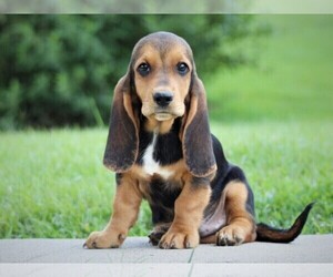 Basset Hound Dog Breeder near LIBERTY, KY, USA