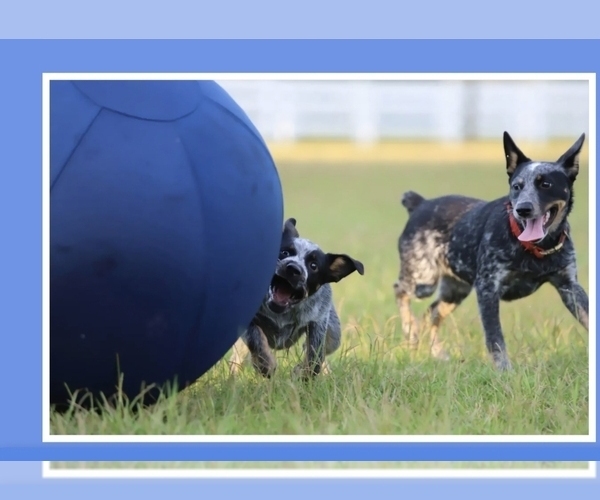 Medium Photo #32  Breeder Profile in LAURINBURG, NC, USA