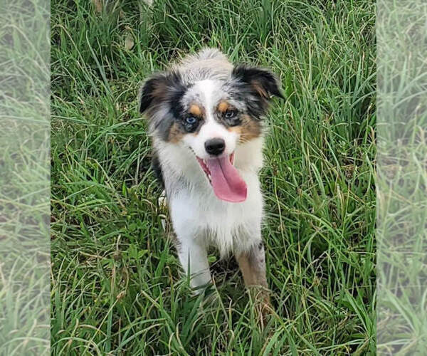 Medium Photo #1  Breeder Profile in MARION CENTER, PA, USA