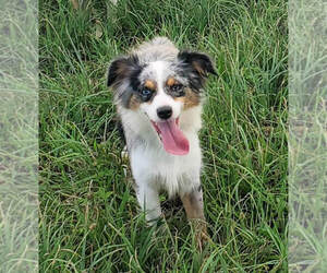 Miniature Bernedoodle Dog Breeder near MARION CENTER, PA, USA