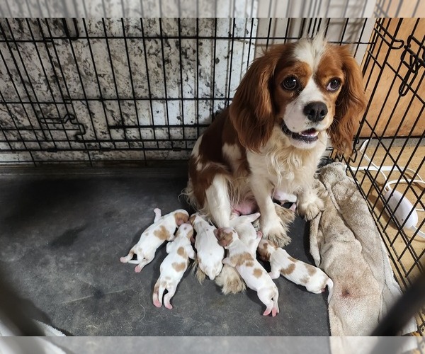 Medium Photo #1  Breeder Profile in STILWELL, OK, USA
