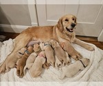 Small breeder photo