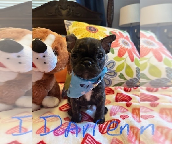 Medium Photo #4  Breeder Profile in Fresno, CA, USA