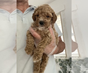 Medium Breeder Profile Photo