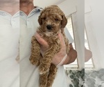 Small breeder photo