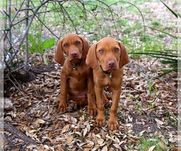 Medium Photo #2  Breeder Profile in FISCHER, TX, USA