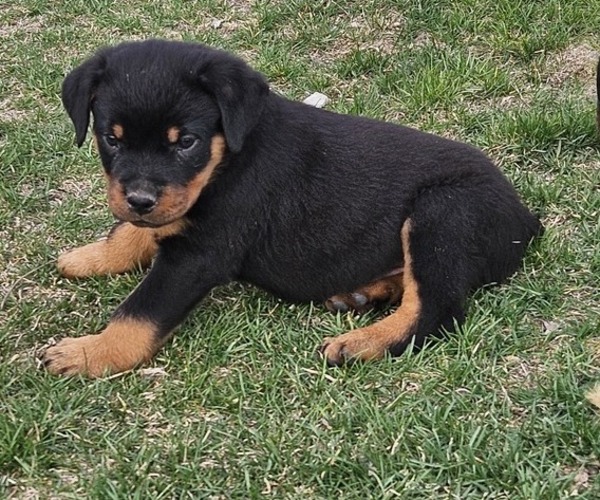 Medium Photo #1  Breeder Profile in MITCHELLVILLE, IA, USA