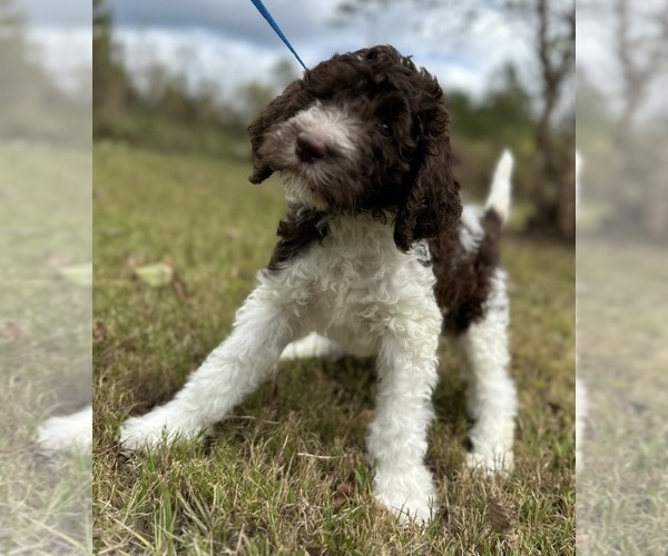 Medium Photo #17  Breeder Profile in BRANDON, FL, USA