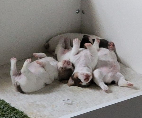 Medium Photo #7  Breeder Profile in CLAREMORE, OK, USA