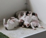 Small #6 Breeder Profile image
