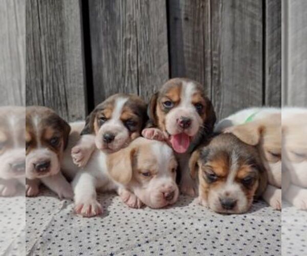 Medium Photo #1  Breeder Profile in COLVILLE, WA, USA