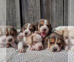 Small breeder photo