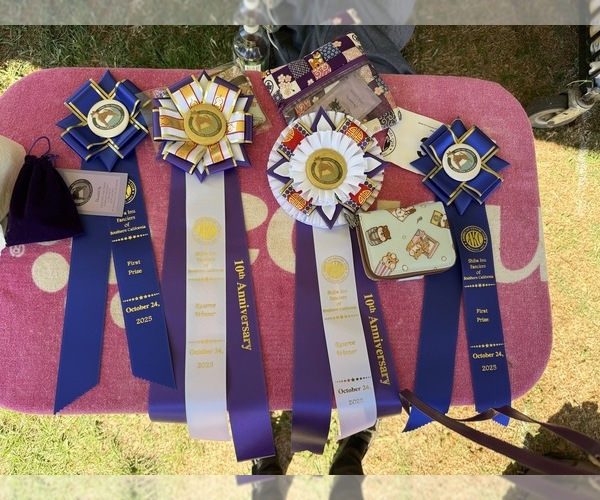 Medium Photo #35  Breeder Profile in THOMASTON, GA, USA