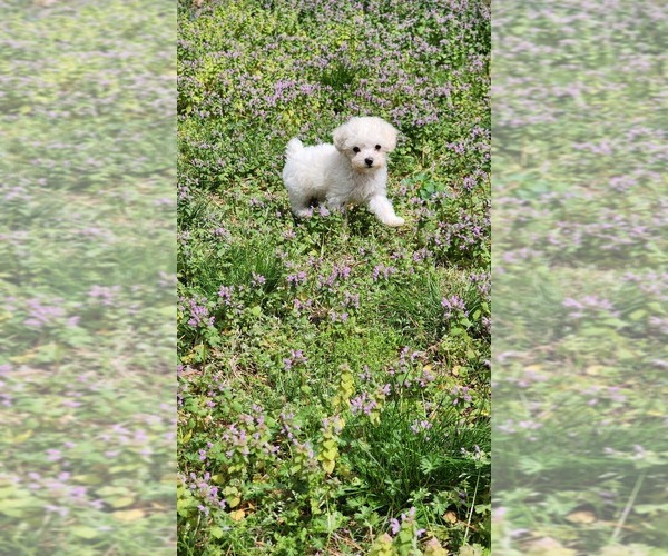 Medium Photo #20  Breeder Profile in ATLANTA, GA, USA