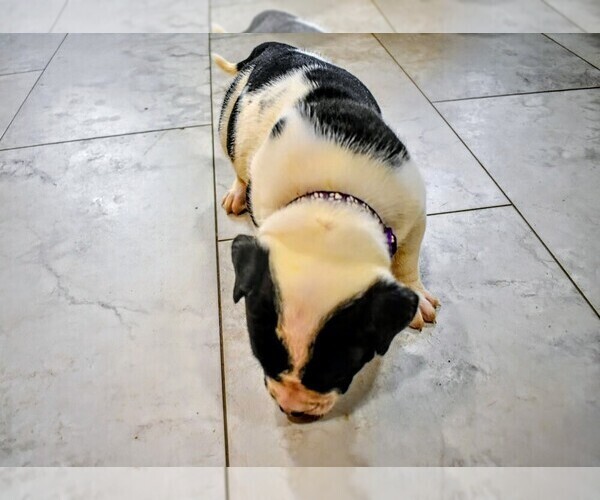 Medium Photo #27  Breeder Profile in PHILADELPHIA, PA, USA