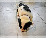 Small #26 Breeder Profile image