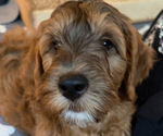 Small #6 Breeder Profile image