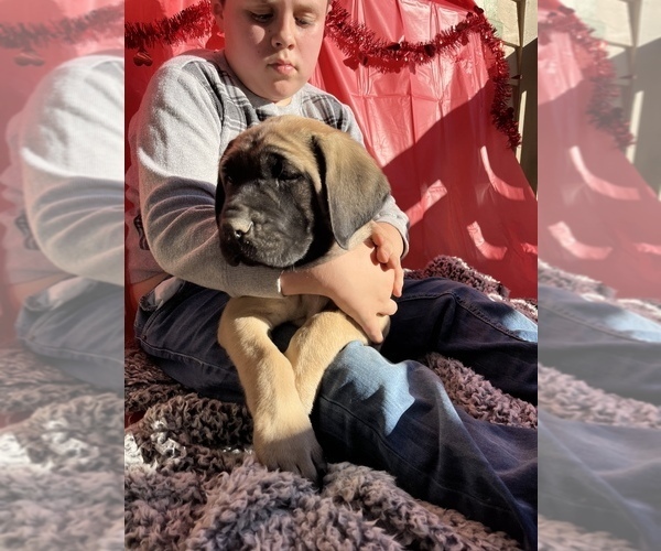 Medium Photo #1  Breeder Profile in OPELOUSAS, LA, USA