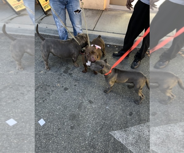 Medium Photo #14  Breeder Profile in ORANGE, NJ, USA