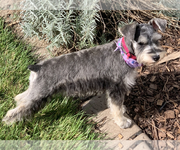Medium Photo #4  Breeder Profile in MURFREESBORO, TN, USA
