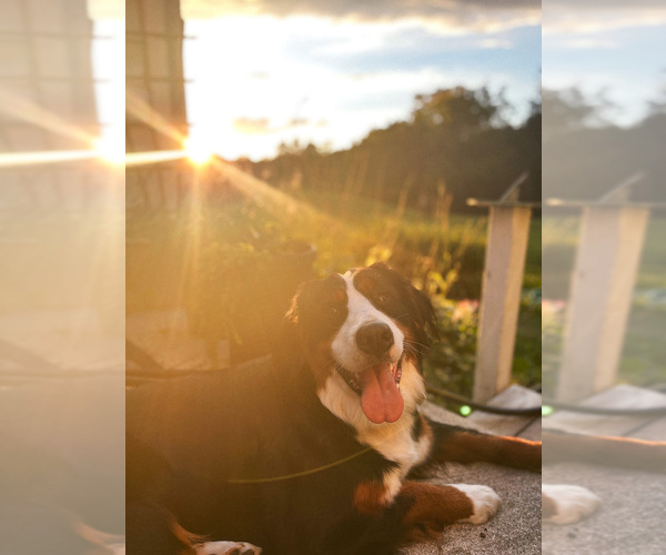 Medium Photo #9  Breeder Profile in WEST LAFAYETTE, OH, USA