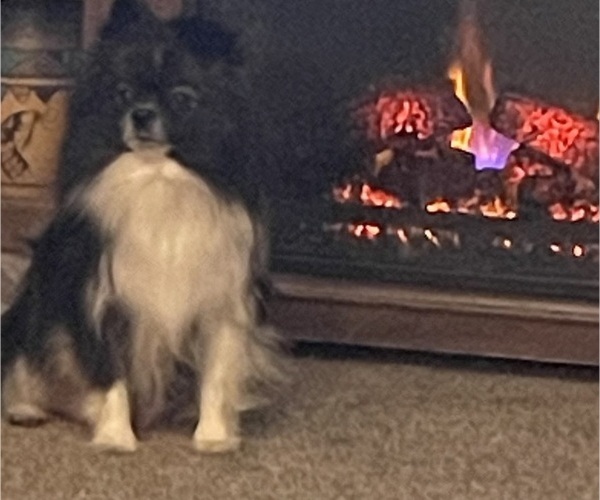 Medium Photo #3  Breeder Profile in HARRISVILLE, MI, USA