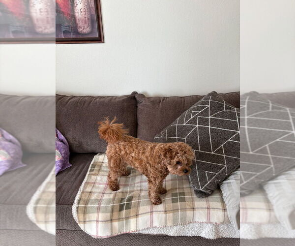 Medium Photo #1  Breeder Profile in KALAMAZOO, MI, USA