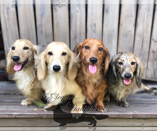 Medium Photo #1  Breeder Profile in BEREA, TX, USA