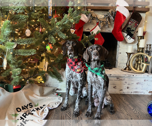 Medium Photo #1  Breeder Profile in GOLDEN, CO, USA