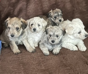 YorkiePoo Dog Breeder near KATY, TX, USA