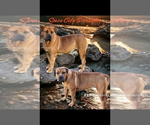 Boerboel Dog Breeder near HOUSTON, TX, USA