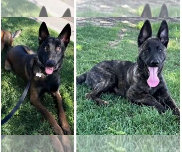 Medium Photo #1  Breeder Profile in FRESNO, CA, USA