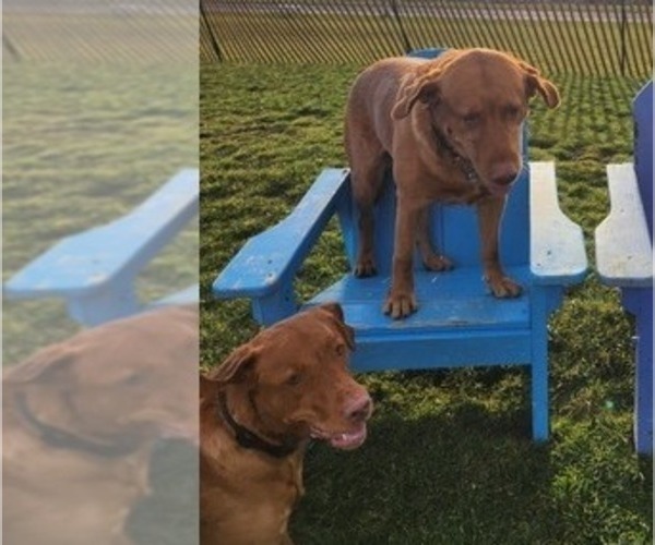 Medium Photo #21  Breeder Profile in BUFFALO, NY, USA