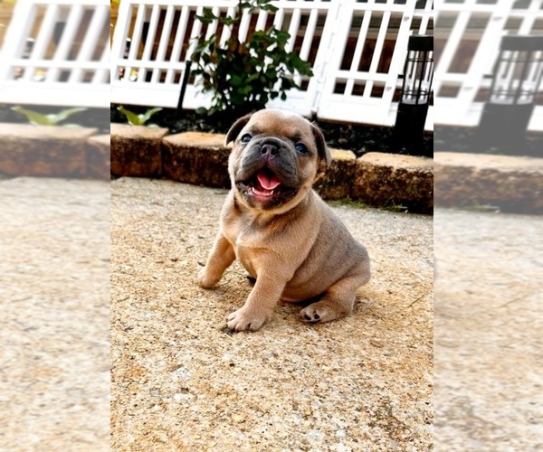 Medium Photo #4  Breeder Profile in MADISON, AL, USA