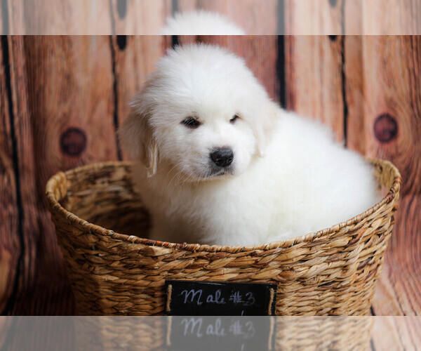 Medium Photo #93  Breeder Profile in POWDER SPRINGS, GA, USA